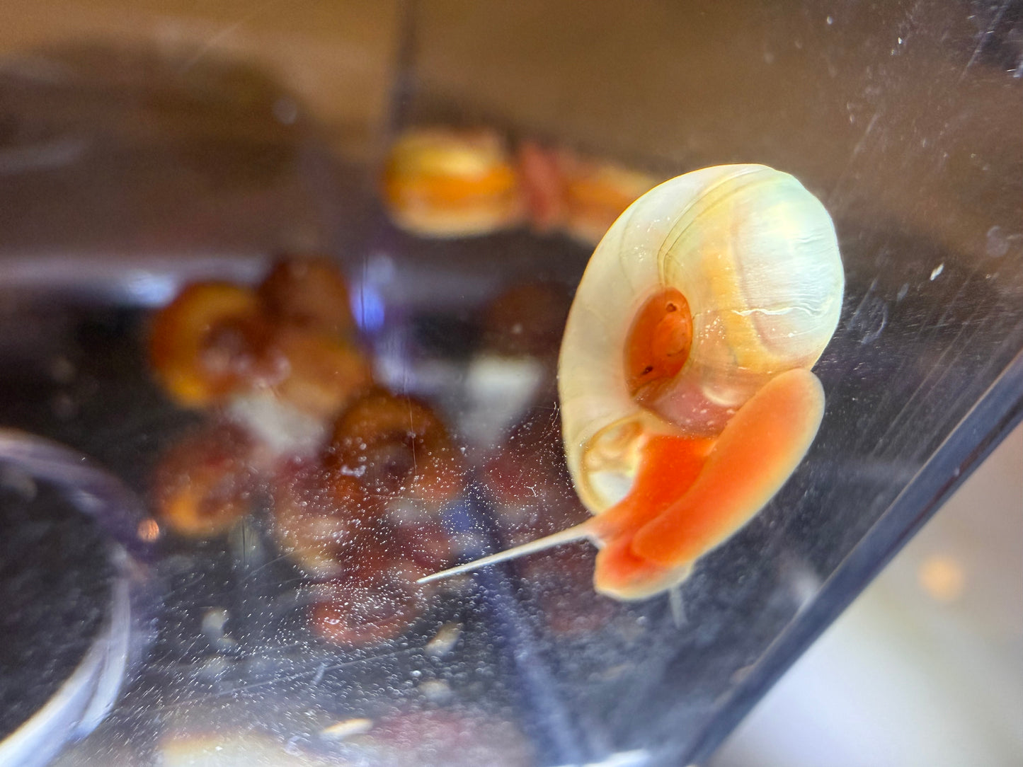 Velvet Chaos Ramshorn Snails β Assorted Mix (5 Pack) ππ