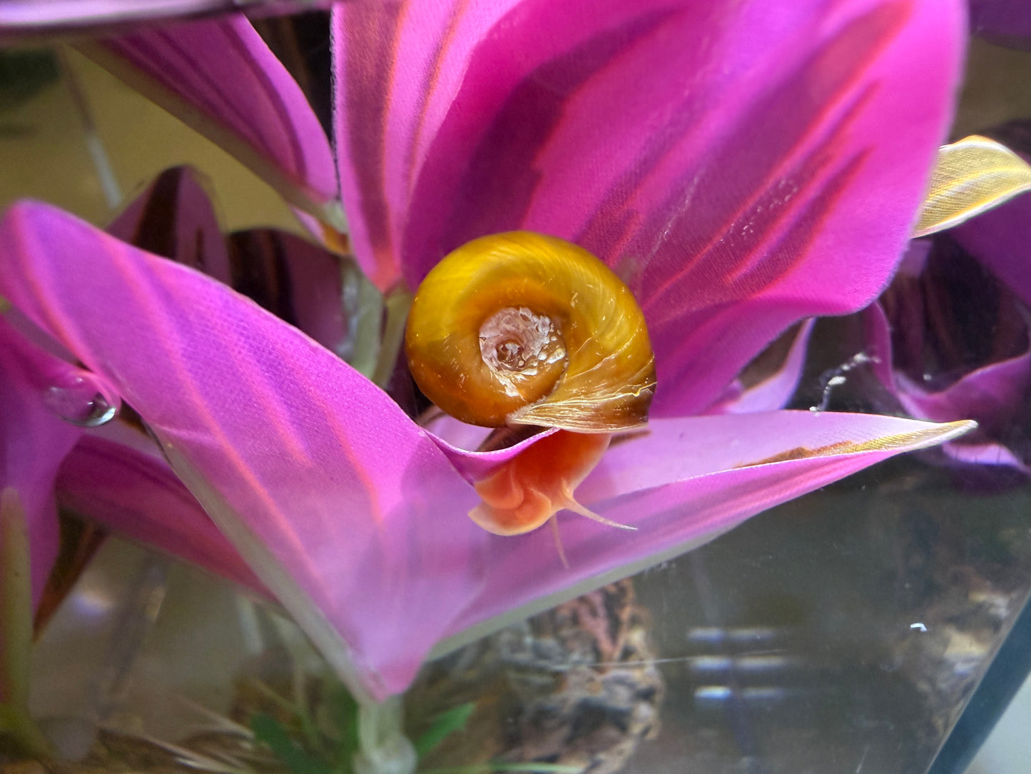 Velvet Chaos Ramshorn Snails – Assorted Mix (5 Pack) 🐌💖