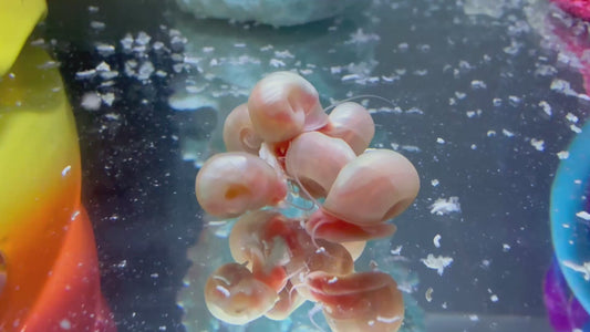 Velvet Chaos Ramshorn Snails – Assorted Mix (5 Pack) 🐌💖